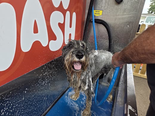 A soaking wet terrier standing steady in the blue wash tub mid-wash