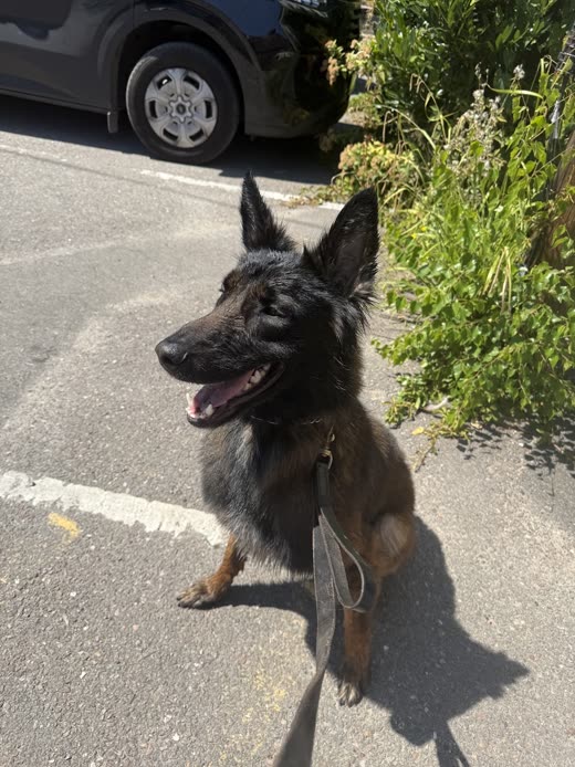 A clean, dry German Shepherd sitting outside after its wash